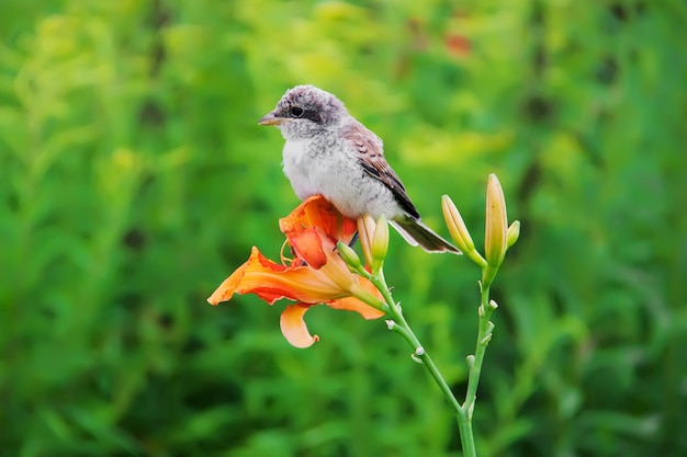 ユリの花に座っているスズメ。