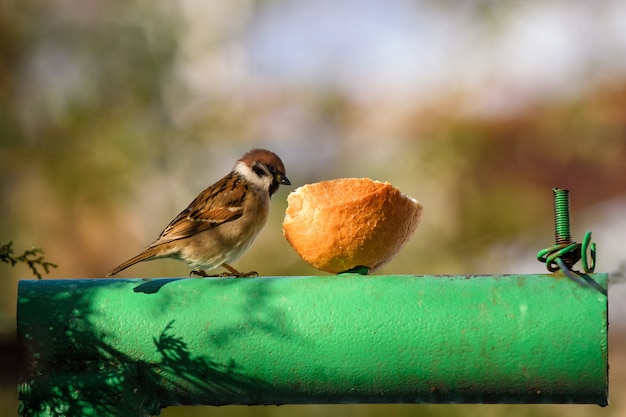 Sparrow sitting on the tube and eat the bread