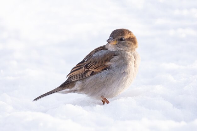 Sparrow inverno neve