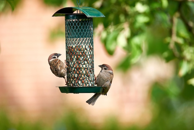 Sparrow Sparrows are a family of small passerine birds Passeridae They are also known as true sparrows or Old World sparrows names also used for a particular genus of the family Passer