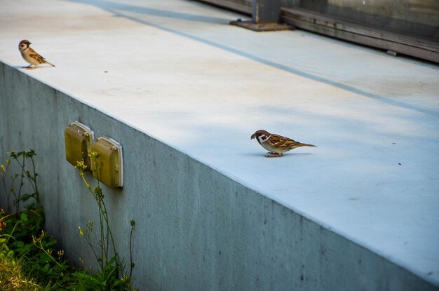 Sparrow standing by the wall