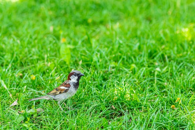 スズメは緑の芝生の上に立って、ぼやけた背景を見ています