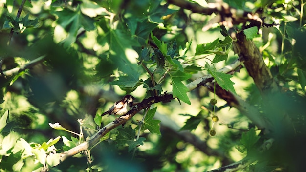 Sparrow on a sycamore branch