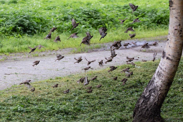 Sparrow take off