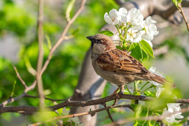 Sparrow on a tree branch