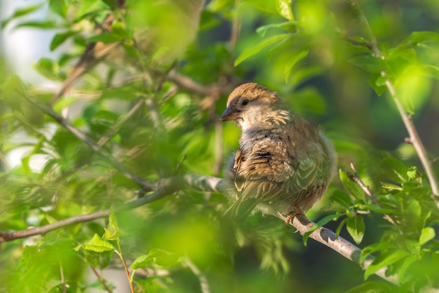 Sparrow on a tree branch