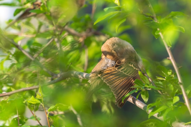 Sparrow on a tree branch