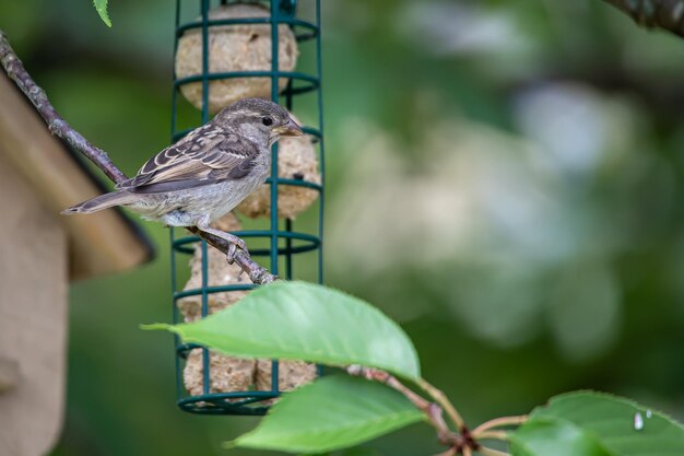 Foto sparrow voor de tieten dumpling houder