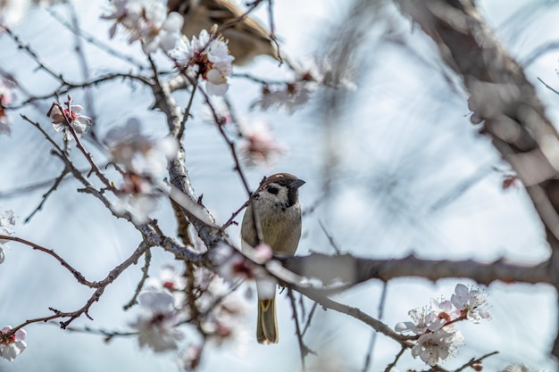 白いアプリコットの木の花の枝にスズメ