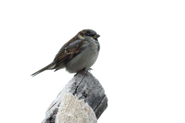 分離された冬の霧氷と木の上のスズメ