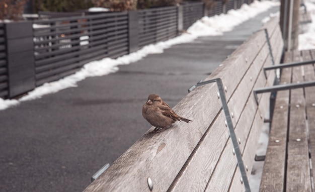 Sparrow on a wooden bench in a park