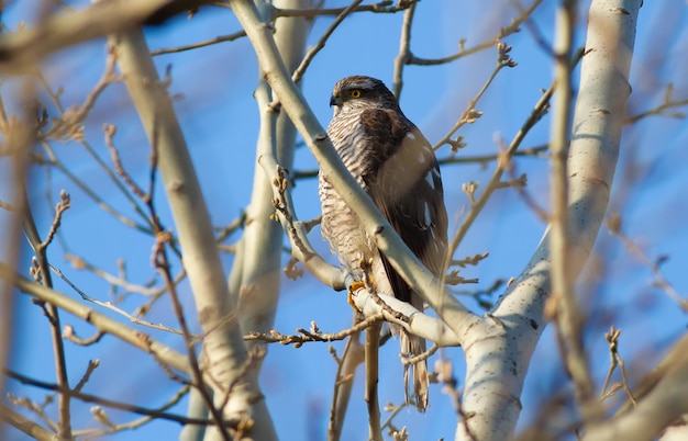 Photo sparrowhawk accipiter nisus bird of prey sits on a tree branch holds prey in its paws and eats