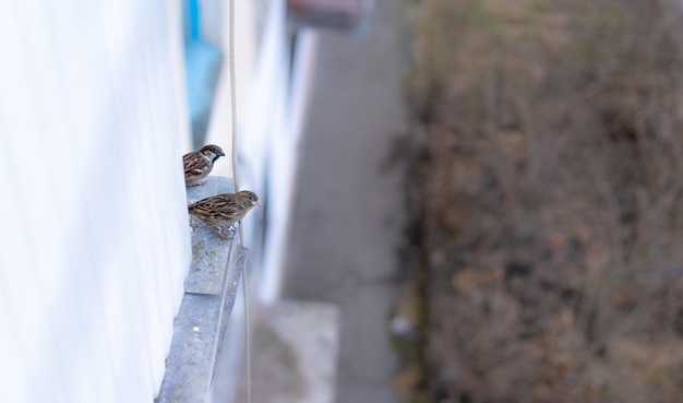 Sparrows are sitting under the balcony