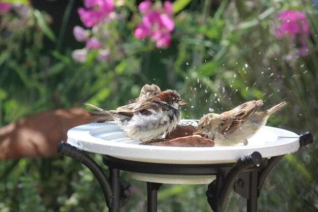 Sparrows bathing