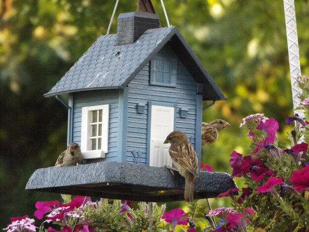 写真 植物の上の鳥屋のそばにいる<unk>