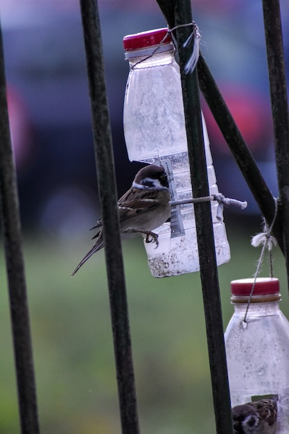 Sparrows eat from the feeder