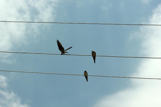 sparrows on electric wire