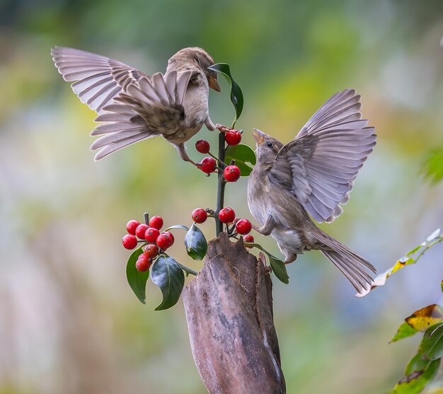 猛烈 な 冬 に は 鳥 が 食べ物 を 争っ て いる