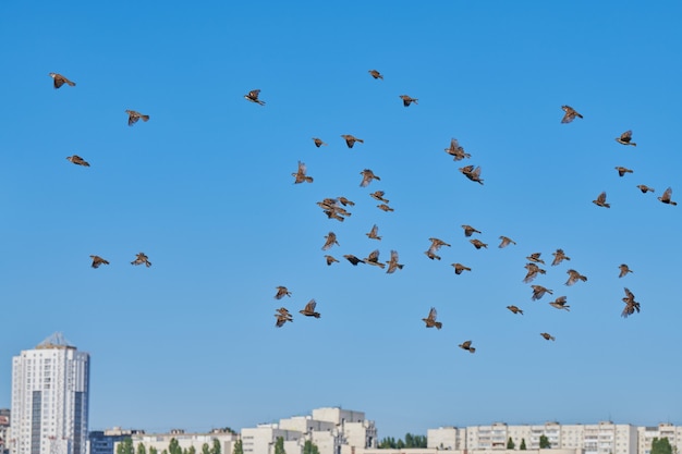 スズメの群れが青い空を飛ぶ