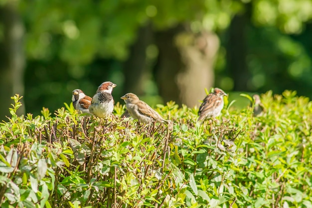 sparrows on geen bush on green background