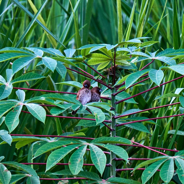 Sparrows in Harmony. A Moment of Rest on a Cassava Stalk