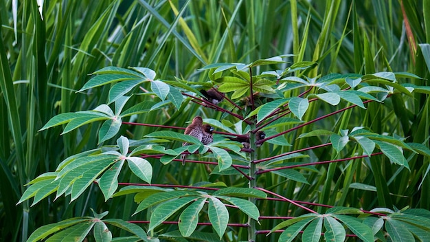 Sparrows in Harmony. A Moment of Rest on a Cassava Stalk