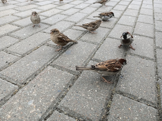 sparrows jump on the street in the gray autumn