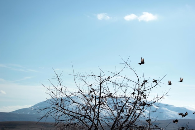 Sparrows on a tree branch