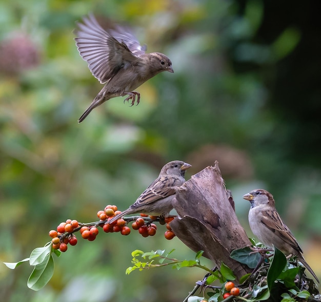 사진 특이한 아크로바틱을 하는 새끼새 들 은 음식 과 영토 를 위해 경쟁 하는 싸움 과 비행 을 한다