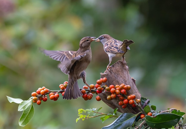 사진 특이한 아크로바틱을 하는 새끼새 들 은 음식 과 영토 를 위해 경쟁 하는 싸움 과 비행 을 한다