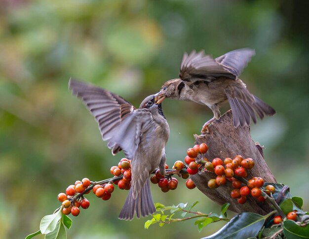 写真 異常なアクロバティックな戦闘と飛行で 食べ物と領土を争う<unk>