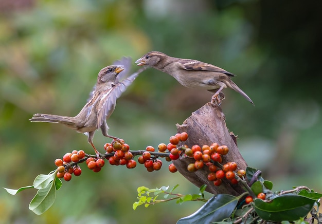 Photo sparrows with unusual acrobatics fights and flights competing for food and territory