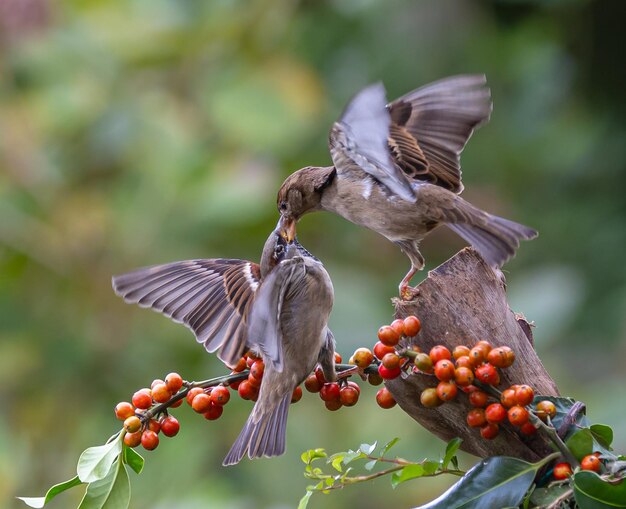 Photo sparrows with unusual acrobatics fights and flights competing for food and territory