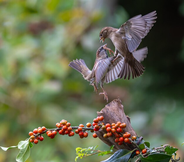 Photo sparrows with unusual acrobatics fights and flights competing for food and territory