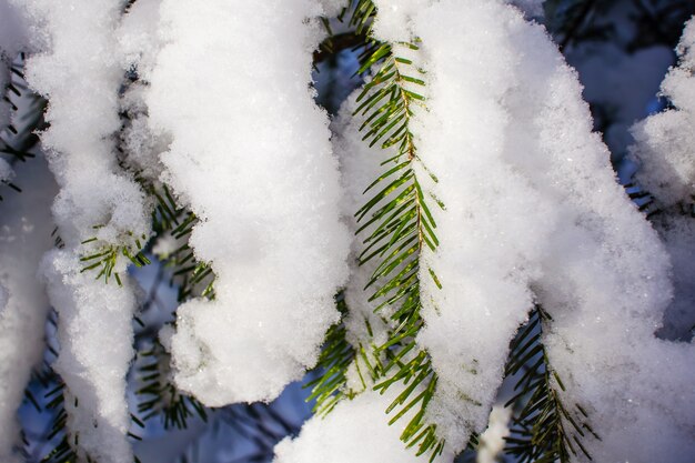 Spartakken bedekt met sneeuw.