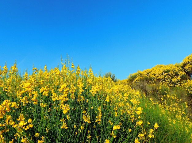 Photo spartium and blue sky for backgrounds