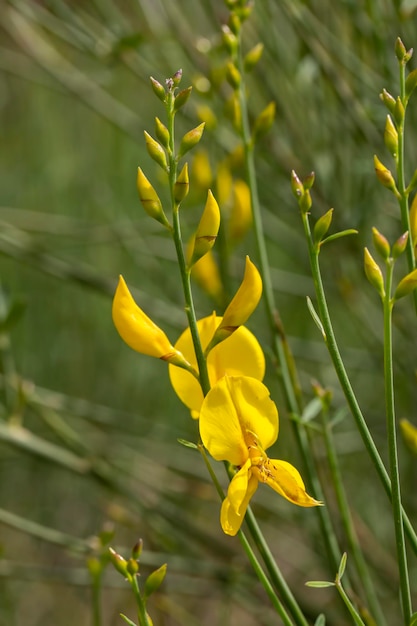 Spartium junceum is een struiksoort afkomstig uit het Middellandse Zeegebied uit de peulvruchtenfamilie (Fabaceae).