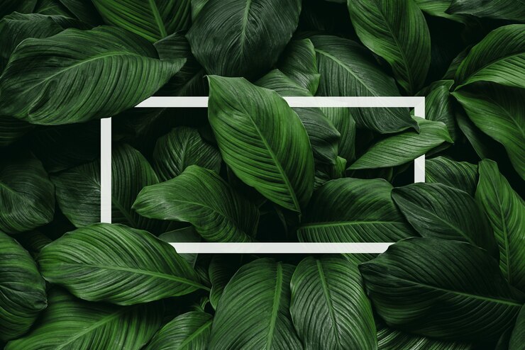 Photo spathiphyllum cannifolium concept green abstract texture with white frame natural background