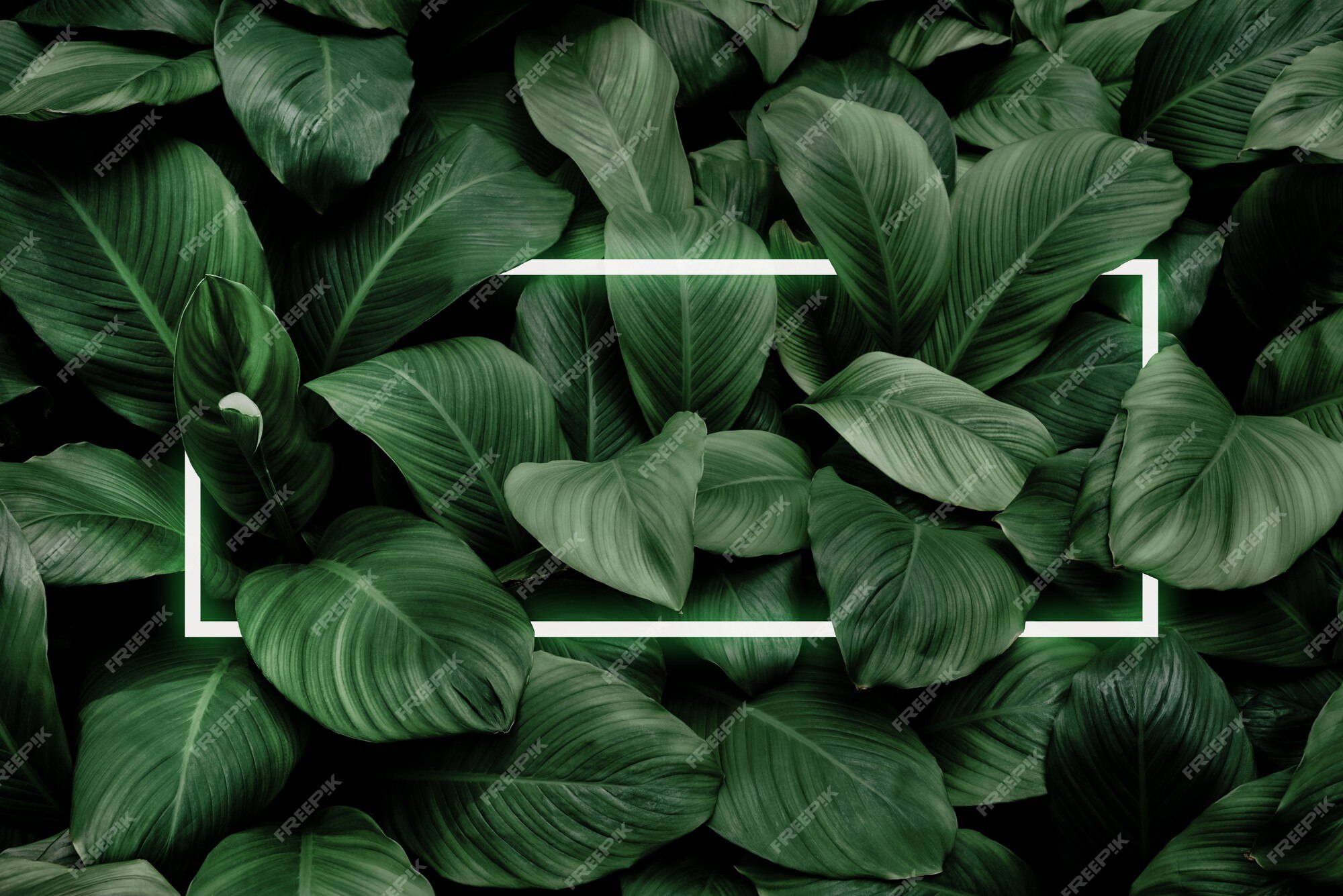 Green Leaf Background Images - Free Download on Freepik