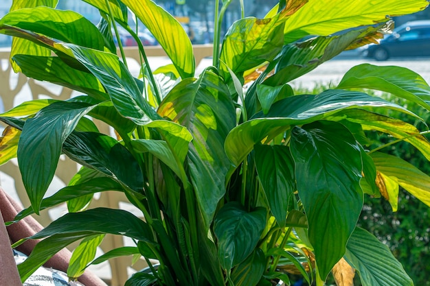 Spathiphyllum cochlearispathum. Perennial evergreens of Araceae family, popular houseplants in pot outdoors,