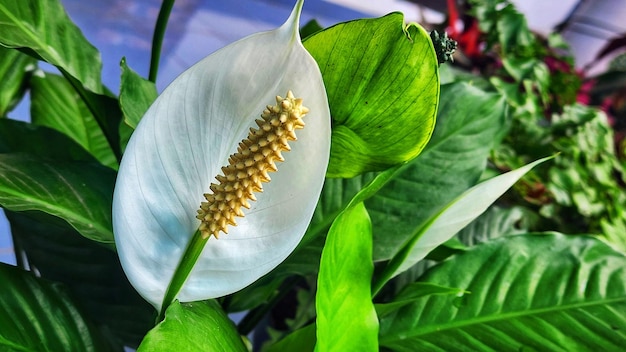 Фото Цветок spathiphyllum в саду индонезия