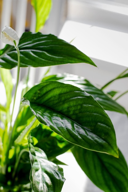 Spathiphyllum 꽃 평화 백합 꽃 여성 행복 단단한 그림자 선택적 초점