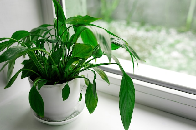 Un fiore di spathiphyllum con foglie verdi su un davanzale su uno sfondo di finestra, piante d'appartamento di purificazione dell'aria della pianta d'appartamento nel concetto di casa, pianta della casa, concetto di giardinaggio domestico.