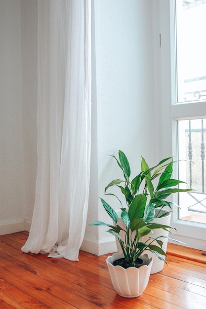 Spathiphyllum flowers near window