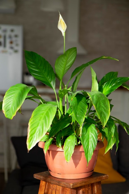 Spathiphyllum in het interieur