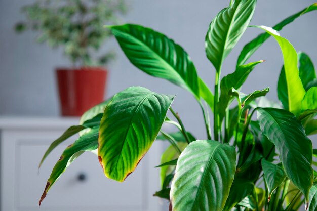 내부의 Spathiphyllum