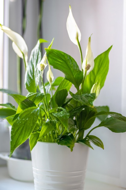 Фото Спатифиллум. декоративное зеленое растение для домашнего интерьера, выращенное в горшке. крупный план. выборочный фокус.