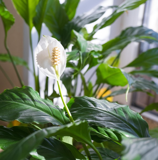 Foto spathiphyllum, gigli di pace, felicità femminile del fiore, fioritura, fondo bianco, tendenza. avvicinamento.