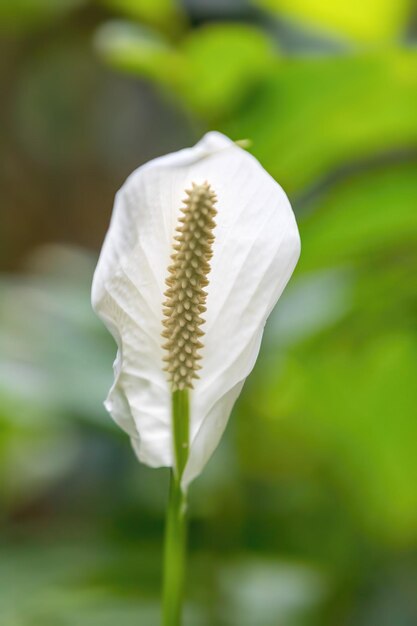 Photo spathiphyllum peace lily