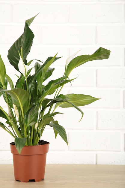 Spathiphyllum plant op een witte achtergrond